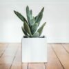 Cactus you can grow