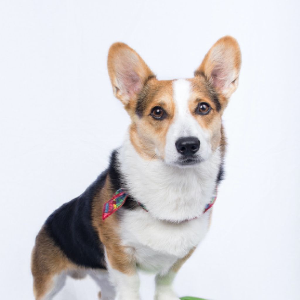 Pets